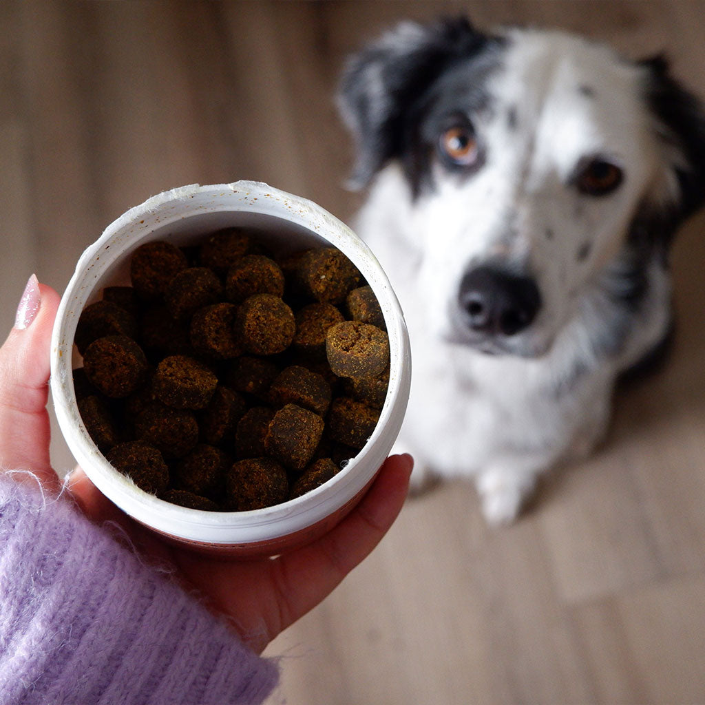 Alzoo Plant-Based Skin & Coat Soft Chews – Natural Support for Healthy Skin & Shiny Coats (90 Count)