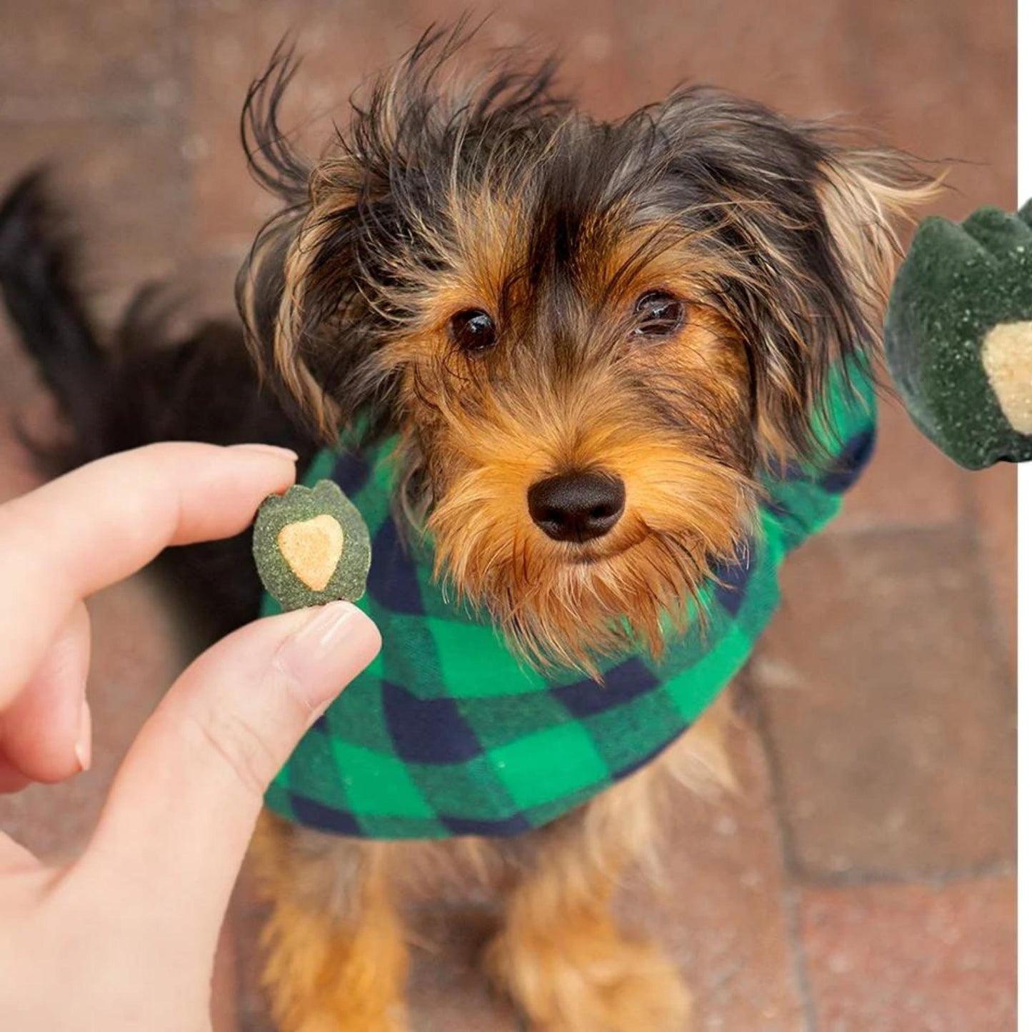 Ark Naturals Breath-Less Brushless Toothpaste Mini Chews for Dogs & Cats – 4oz Bag