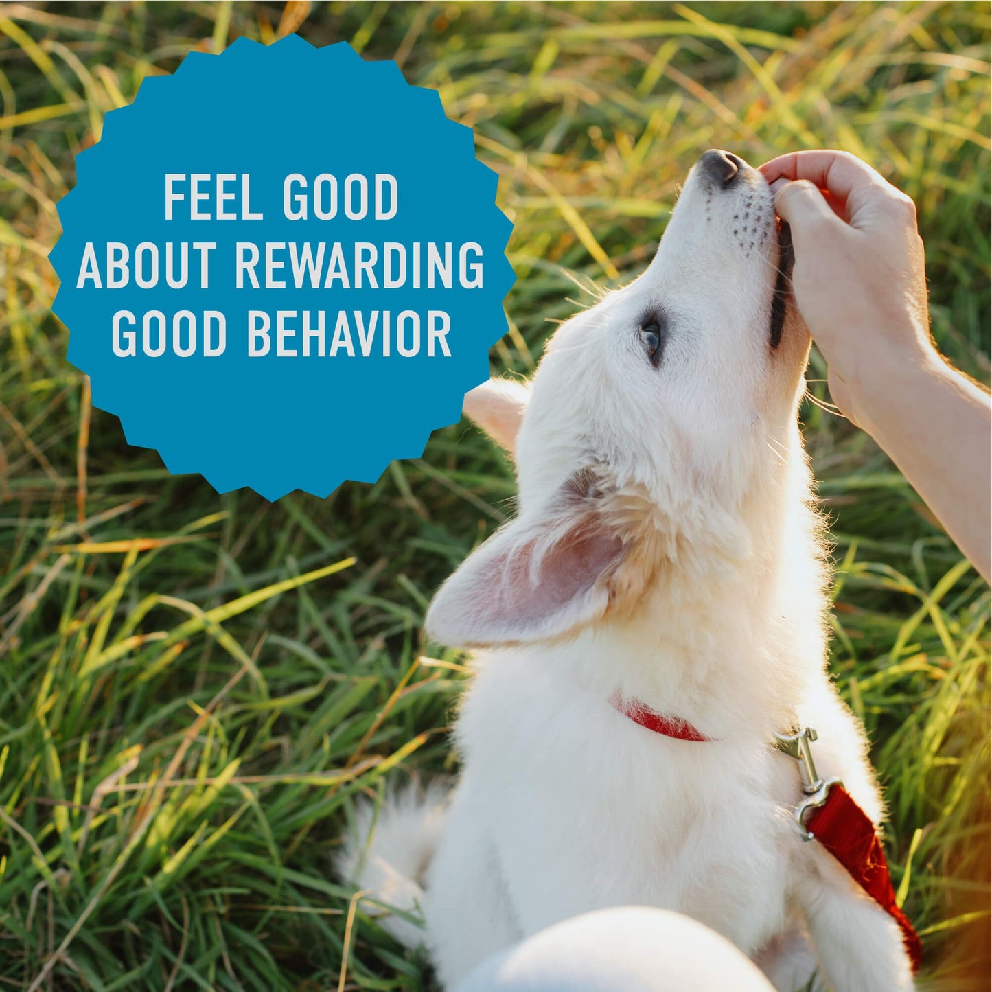 Cloud Star Tricky Trainers Chewy Dog Treats – Salmon Flavor (14oz Bag)