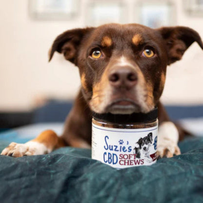 Suzie’s CBD Soft Chews for Dogs — Beef Bone Broth 7.5oz (2mg CBD per Chew)