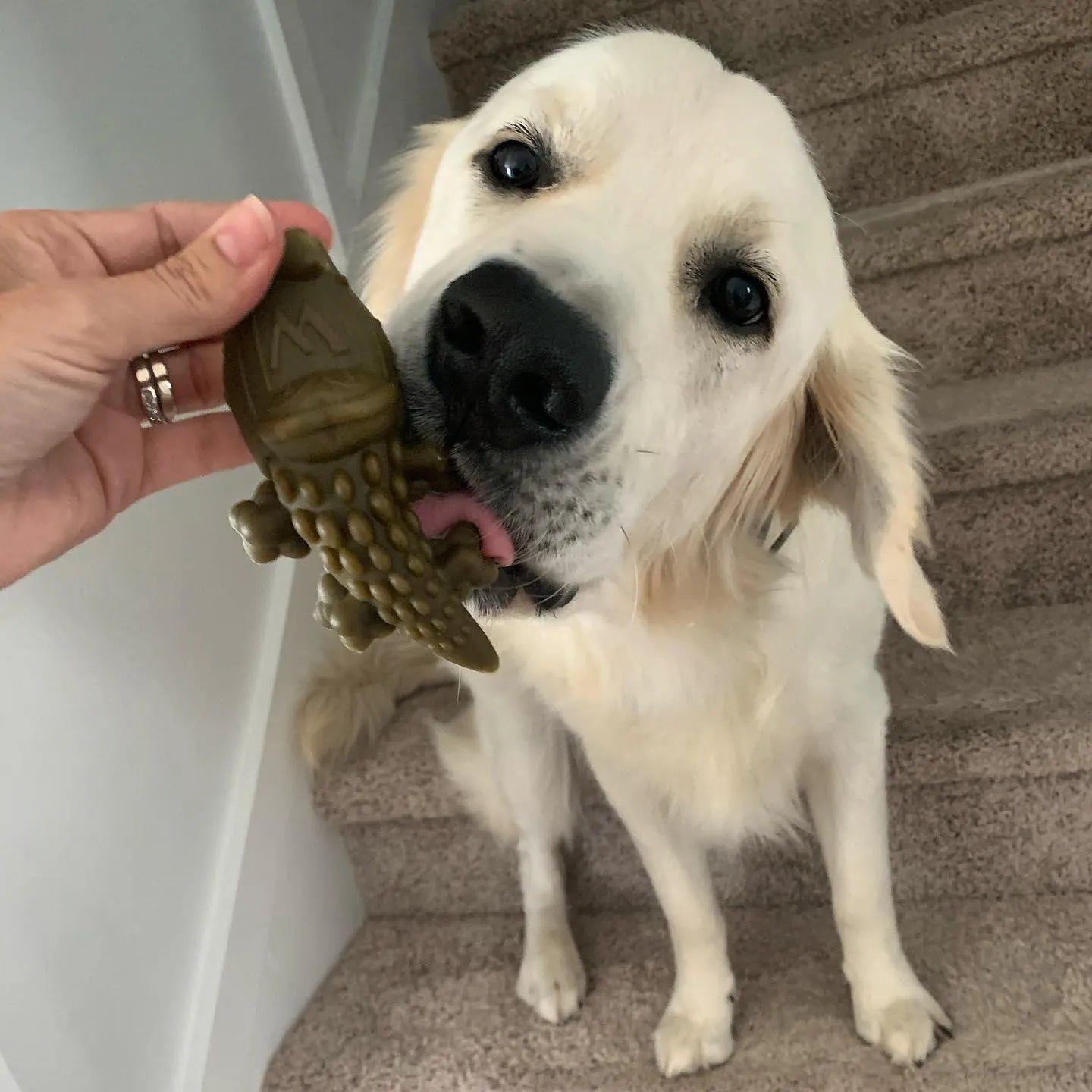 WHIMZEES Alligator Dental Chews – Large, 12.7 oz Bag