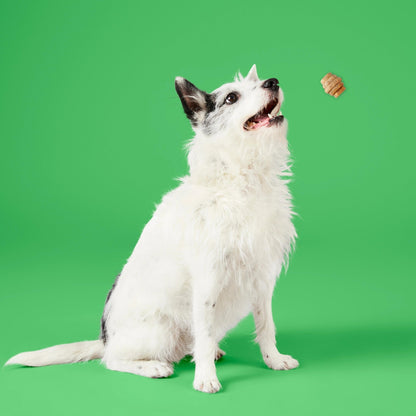 Project Hive Hive Chew Treats — Peanut Butter Flavor (Small)